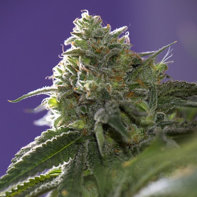 Vision Seeds Lemon Cherry Gelato x Ice Cream semienka neobsahujú THC 3 ks