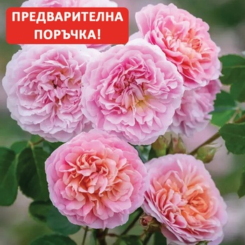 David Austin® Роза Eustacia Vye® - David Austin®