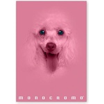 Pigna Monocromo Pink A4, 38 листа, с телбод, с подвързия P1111-1292 (P1111-1292)