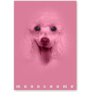 Pigna Monocromo Pink A4, 38 листа, с телбод, с подвързия P1111-1292 (P1111-1292)