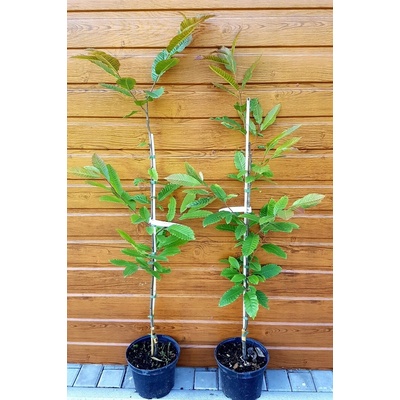 Gaštan jedlý (Castanea sativa ’Annys Summer Red’) veľkosť 120-130cm