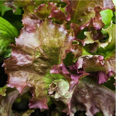 Šalát trhací americký hnedý - Lactuca sativa - semiačka - 450 ks