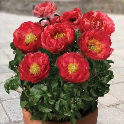 Pivoňka Patio Moscow Paeonia lactiflora hlízy pivoňky 1 ks