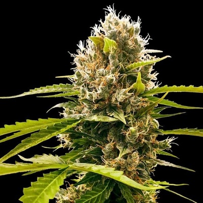 Sensi Seeds Research Mandarin Punch semena neobsahují THC 5 ks