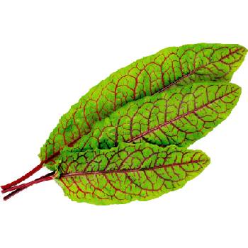 Veritable Вложка за семена Lingot зеленчуци с листа от полски киселец (VLIN-J10-Ose03F)