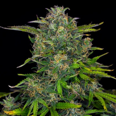 Kannabia Seeds Zkittlez Auto semena neobsahují THC 25 ks