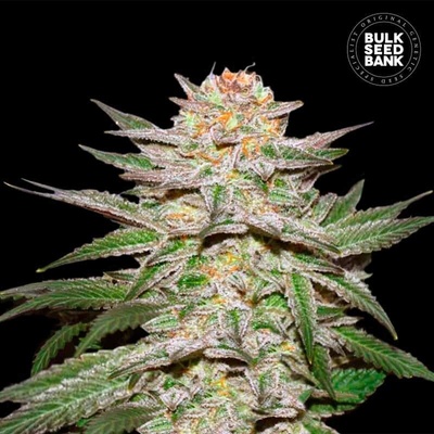 Bulk Seed Bank Auto Caramel King semienka neobsahujú THC 100 ks