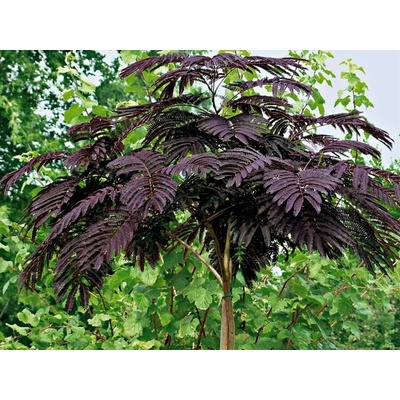 Albízia voňavá Summer Chocolate, výška 90-130 cm, kvetináč 9-10 l