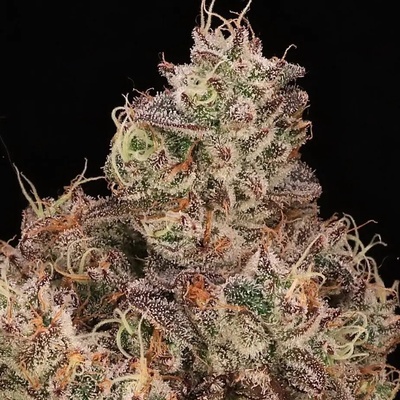 Atlas Seed Gopher Glue Fast semienka neobsahujú THC 5 ks