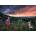 Ravensburger - Puzzle Power of Nature: Magic Storm - 1 000 piese