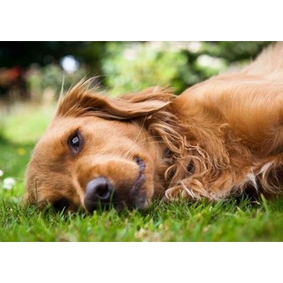 (B) 3D pohľadnica Smiling Dog