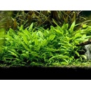 Cryptocoryne walkeri lutea