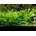 Cryptocoryne walkeri lutea