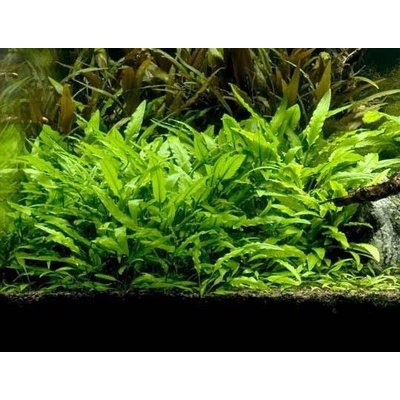 Cryptocoryne walkeri lutea