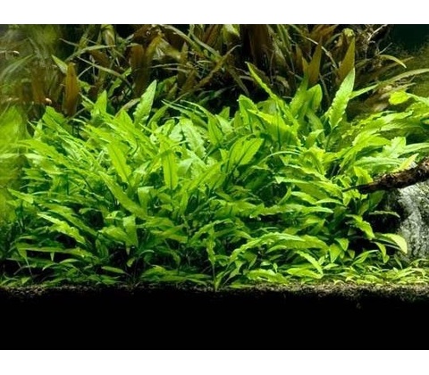 Cryptocoryne walkeri lutea