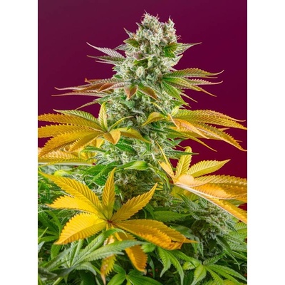 Sweet Seeds Gorilla Girl Fast Version semena neobsahují THC 3 ks