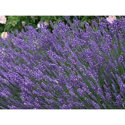 Levanduľa úzkolistá Hidcote, kvetináč 12 cm
