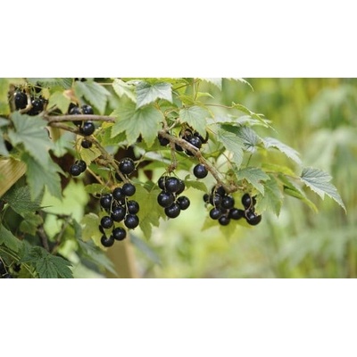 Rybíz černý Ribes nigrum Titania velikost kontejneru 2 l