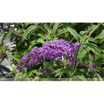 Buddleja davidii 'Border Beauty' Prodejní velikost: 020/030, Velikost hrnku: 2 l