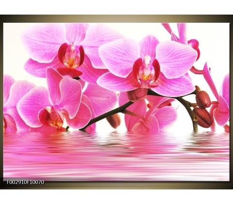 Obraz orchidej