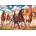 Art Puzzle - Puzzle Running Wild in the Valley - 1 000 piese