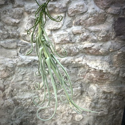 Tillandsia duratii