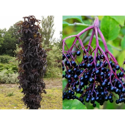 Baza čierna Black Tower, výška 20-40 cm, kvetináč 19 cm