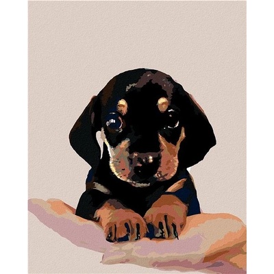 zuty Malování podle čísel Štěně krátkosrstého jezevčíka 40 x 50 cm vypnuté plátno na rám