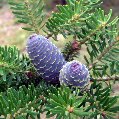 Jedle korejská - Abies koreana - semena - 7 ks