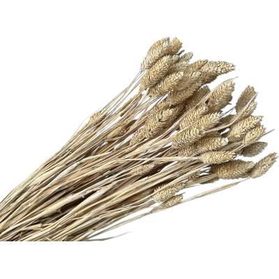 Sušená tráva Phalaris - Chrastica 100g - vintage biela