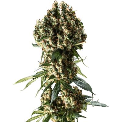 Blimburn Seeds Grandaddy Purple semienka neobsahujú THC 6 ks