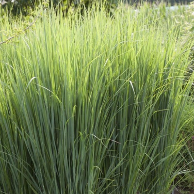 Proso prutnaté – Panicum virgatum 'Northwind'