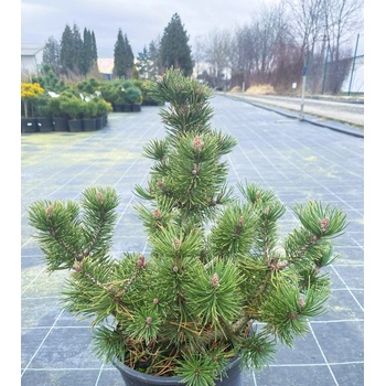 Pinus uncinata 'Litomyšl' Prodejní velikost: 020/030, Velikost hrnku: 7,5 l