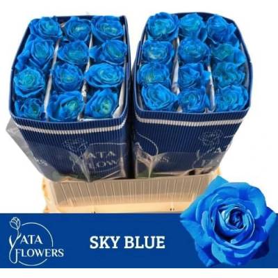 Modrá růže RAINBOW SKY BLUE 70 cm (XXL) EQ