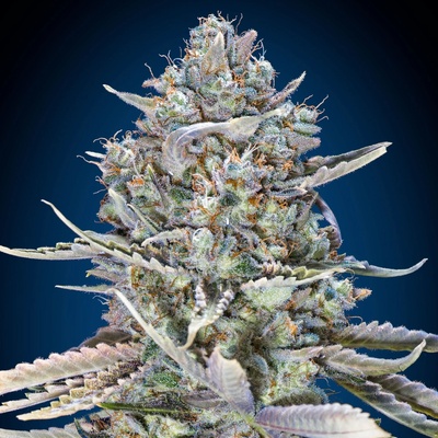 00 Seeds Bank Blue Dream Fast semienka neobsahujú THC 3 ks