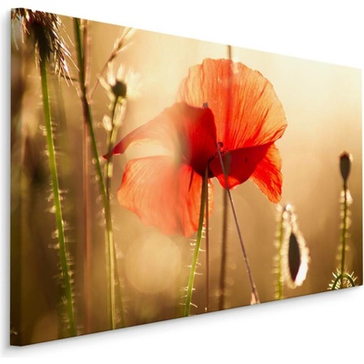Plátno Vlčí Máky Na Slunci I. Varianta: 70x50