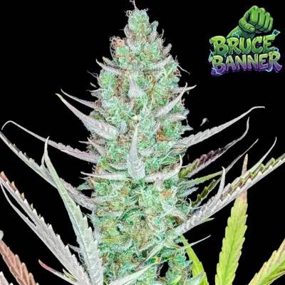 Ganja Farmer Bruce Banner Auto semienka neobsahujú THC 5 ks