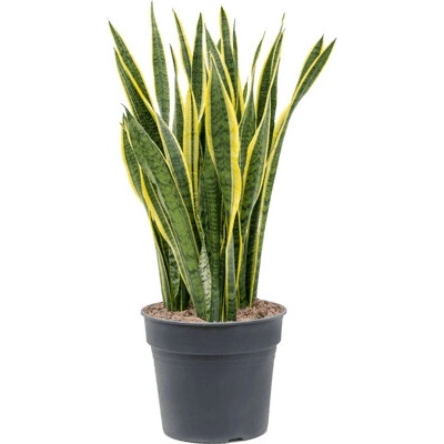 Sansevieria laurentii 34x110 cm