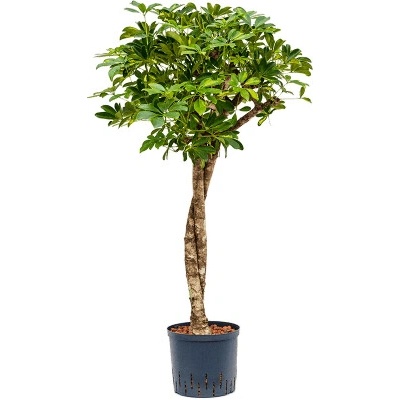 Schefflera arboricola gold capella Stem twist 22/19 výška 125 cm