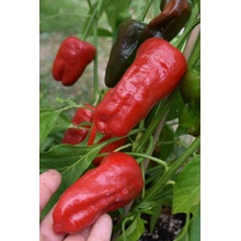 CHILLIMAT Chilli semínka Pimientos de padron 10 ks