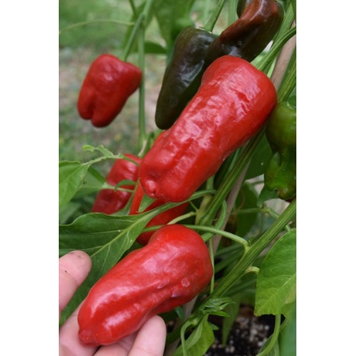 CHILLIMAT Chilli semínka Pimientos de padron 10 ks