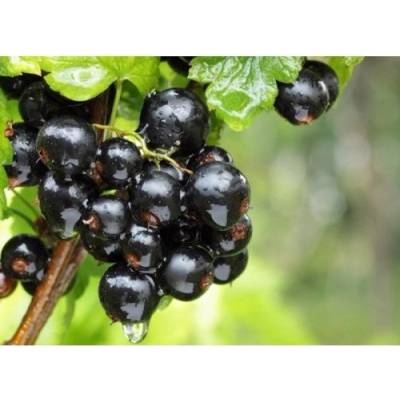 Ríbezľa čierna (Ribes nigrum) ´TITANIA´ - výška 70-100 cm, stredne skorá - voľnokorenná - STROMČEKOVÁ/NA KMIENKU