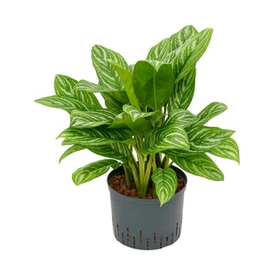 Aglaonema stripes Tuft Pots.25/19 cm v.70 cm