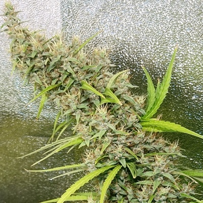 Ace Seeds Thai x Panama regular semienka neobsahujú THC 10 ks