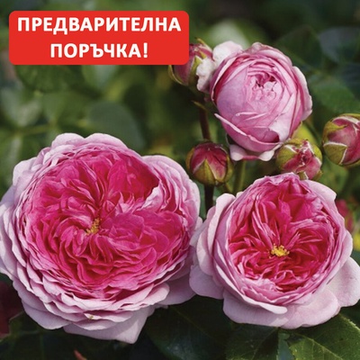 Tantau® Роза Modern Art® - Tantau®