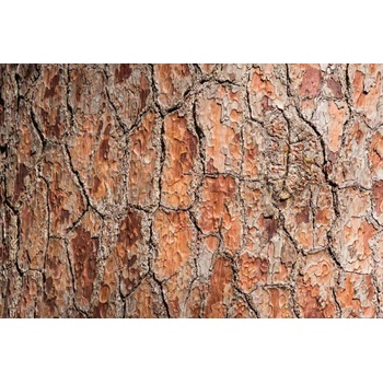 DIMEX ART s. r. o Флизелинов фототапет детайли за дърво 375 x 250 см