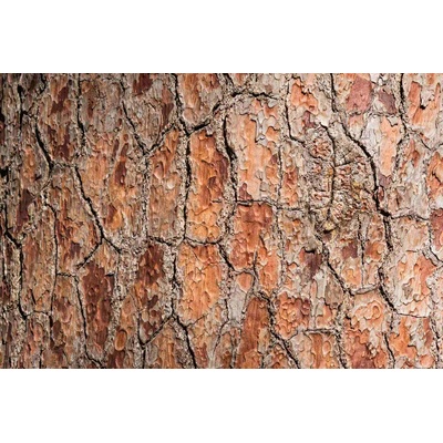 DIMEX ART Флизелинов фототапет детайли за дърво 375 x 250 см