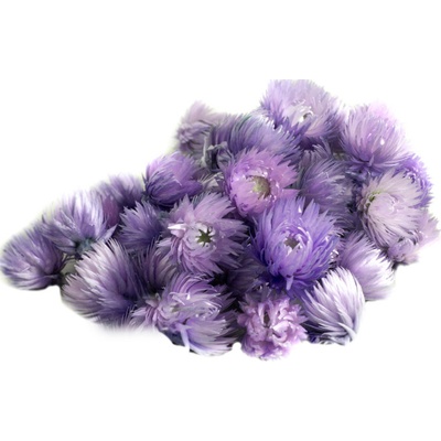Kapská slaměnka, Capblumen loose dyed lavender, 100 g, fialová