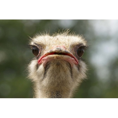 DIMEX ART Флизелинов фототапет глава на африкански щраус 375 x 250 см