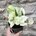 Epipremnum Happy Leaf